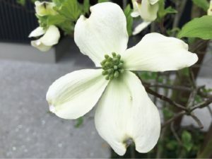 ハナミズキの花